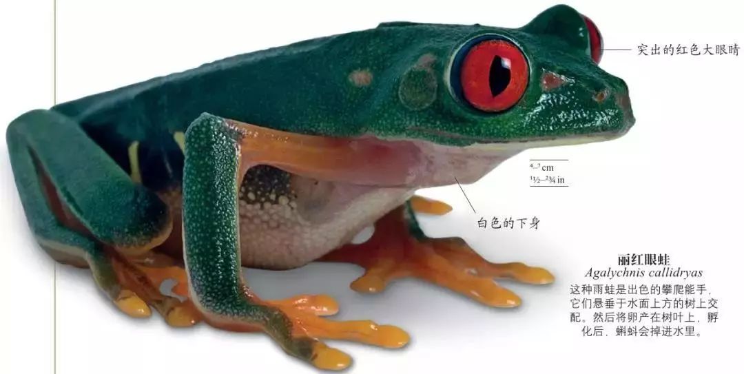 dk博物大百科有没有必要买,dk博物大百科火爆