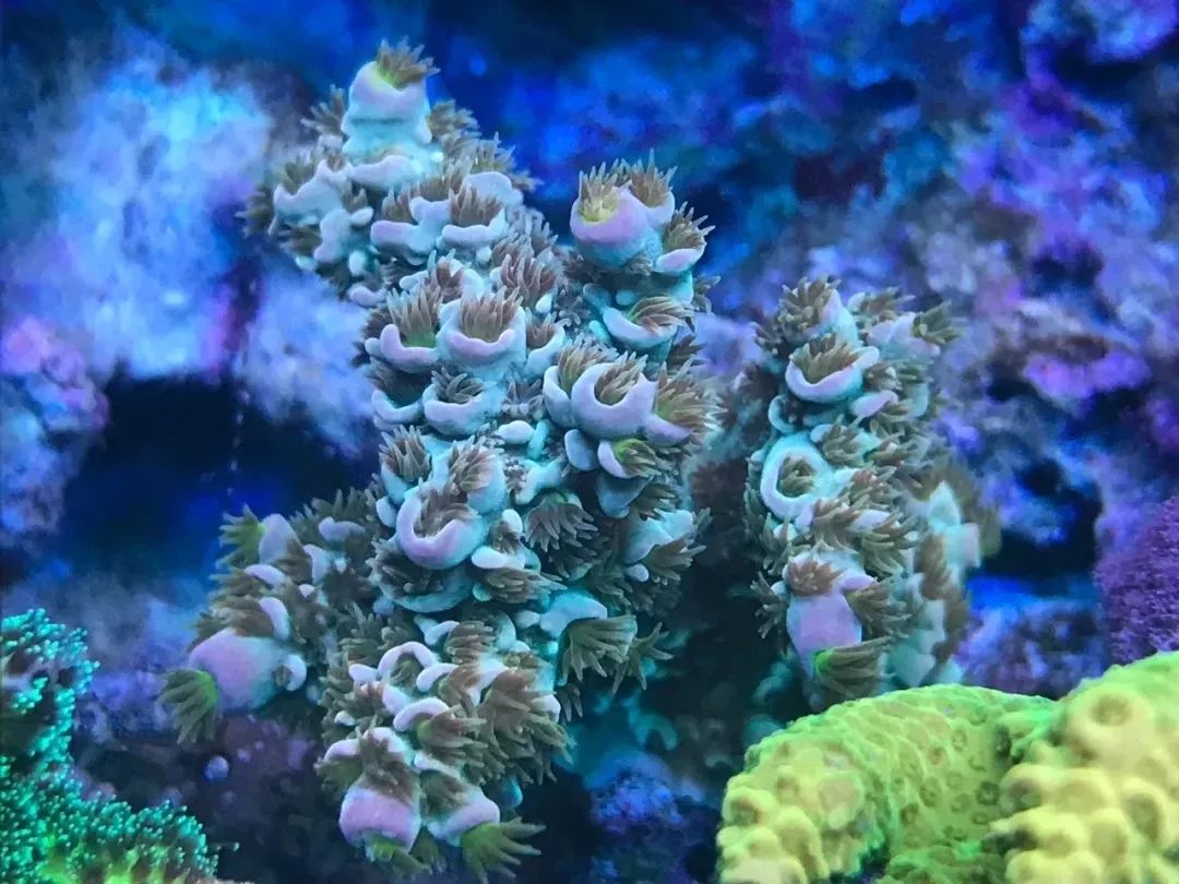 一周才打理一次的90骨缸，这状态我不信