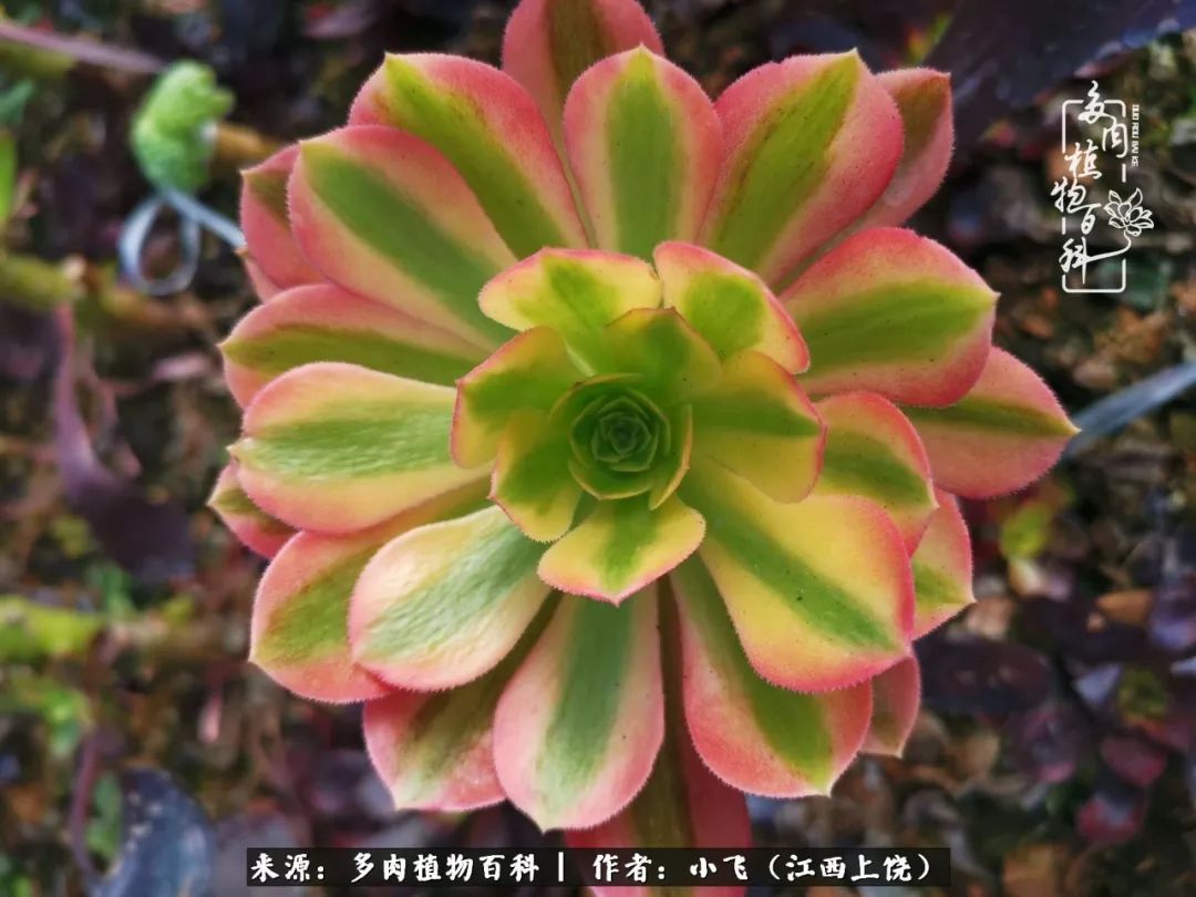 多肉法师品种科普之常见法师锦,法师多肉新品种锦光辉