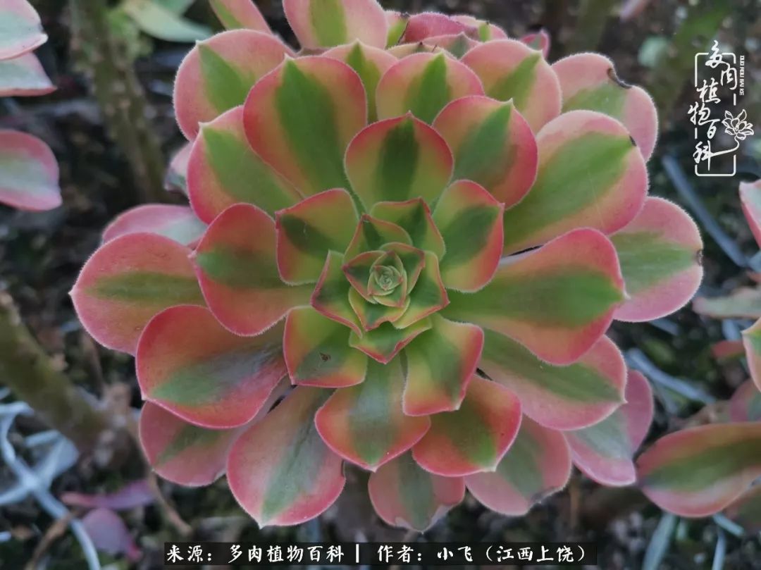 多肉法师品种科普之常见法师锦,法师多肉新品种锦光辉