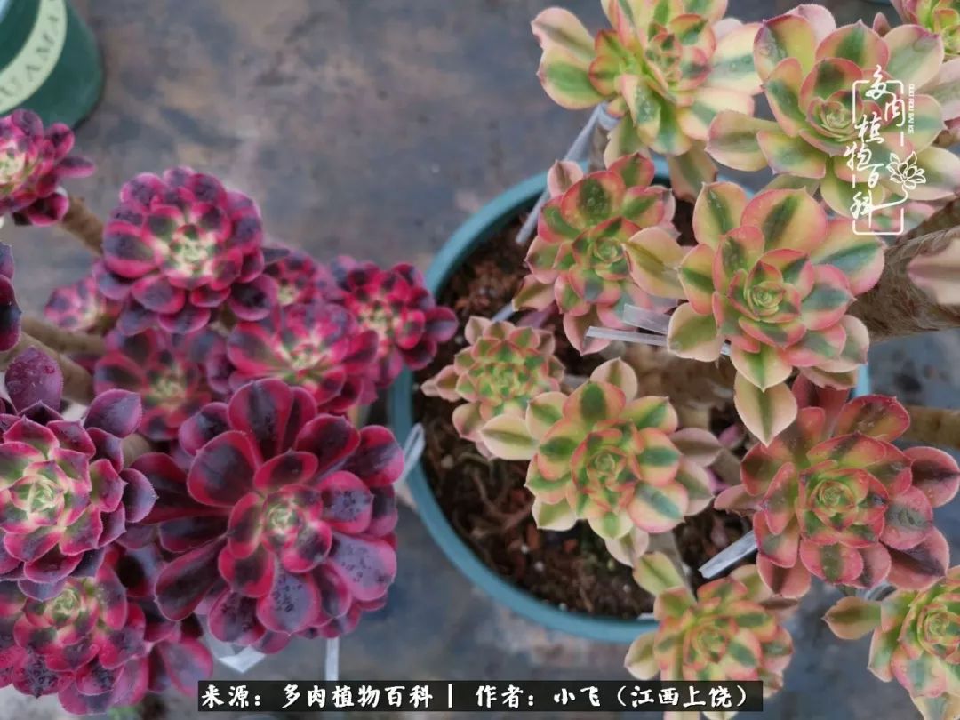 多肉法师品种科普之常见法师锦,法师多肉新品种锦光辉