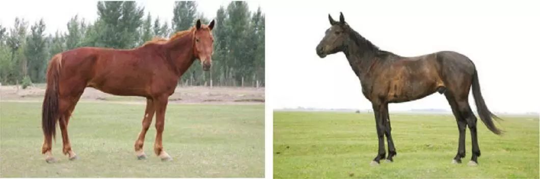 科尔沁传奇,科尔沁大草原的传奇