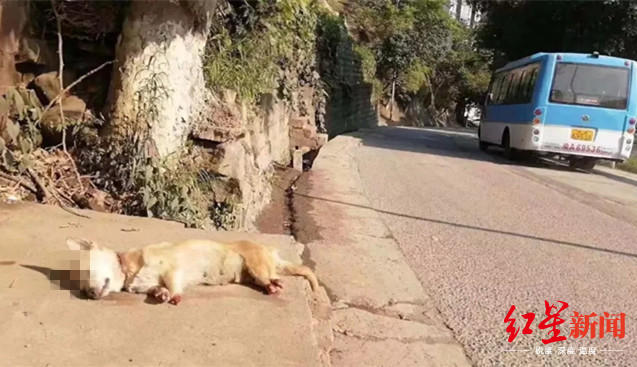 重庆一条狗虐狗,重庆流浪狗被击毙爱狗人士祭拜