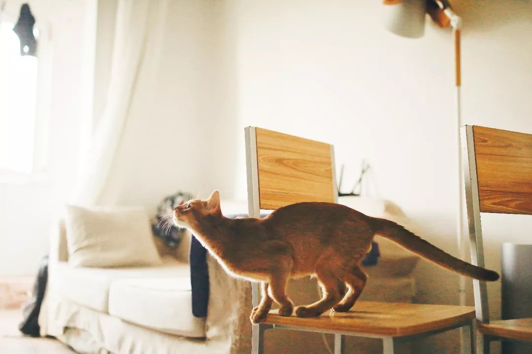 猫知道想主人吗,猫知道下雨下雪