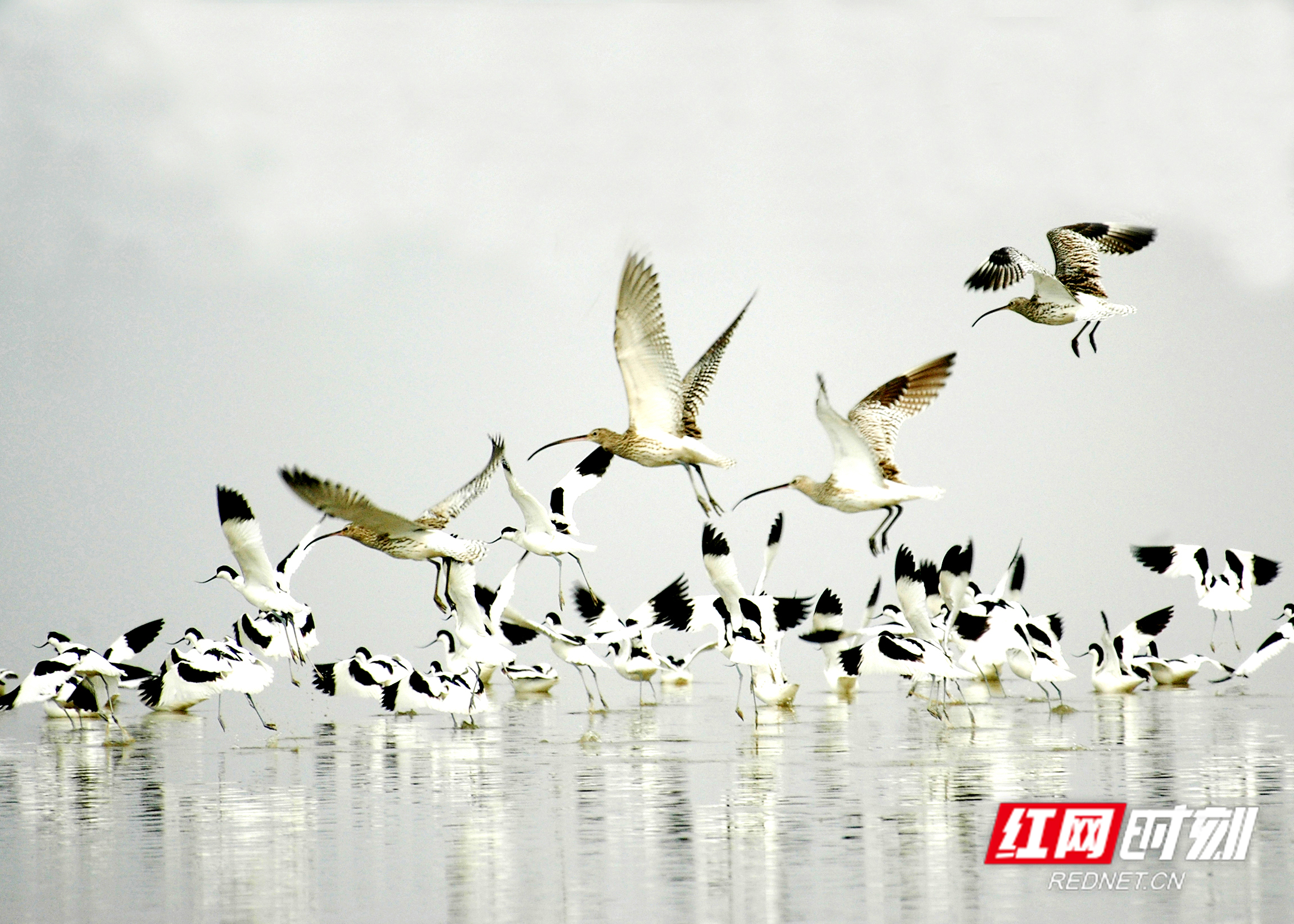 益周美景｜益阳的天然“氧吧”在哪里？沅江南洞庭湖湿地告诉你答案