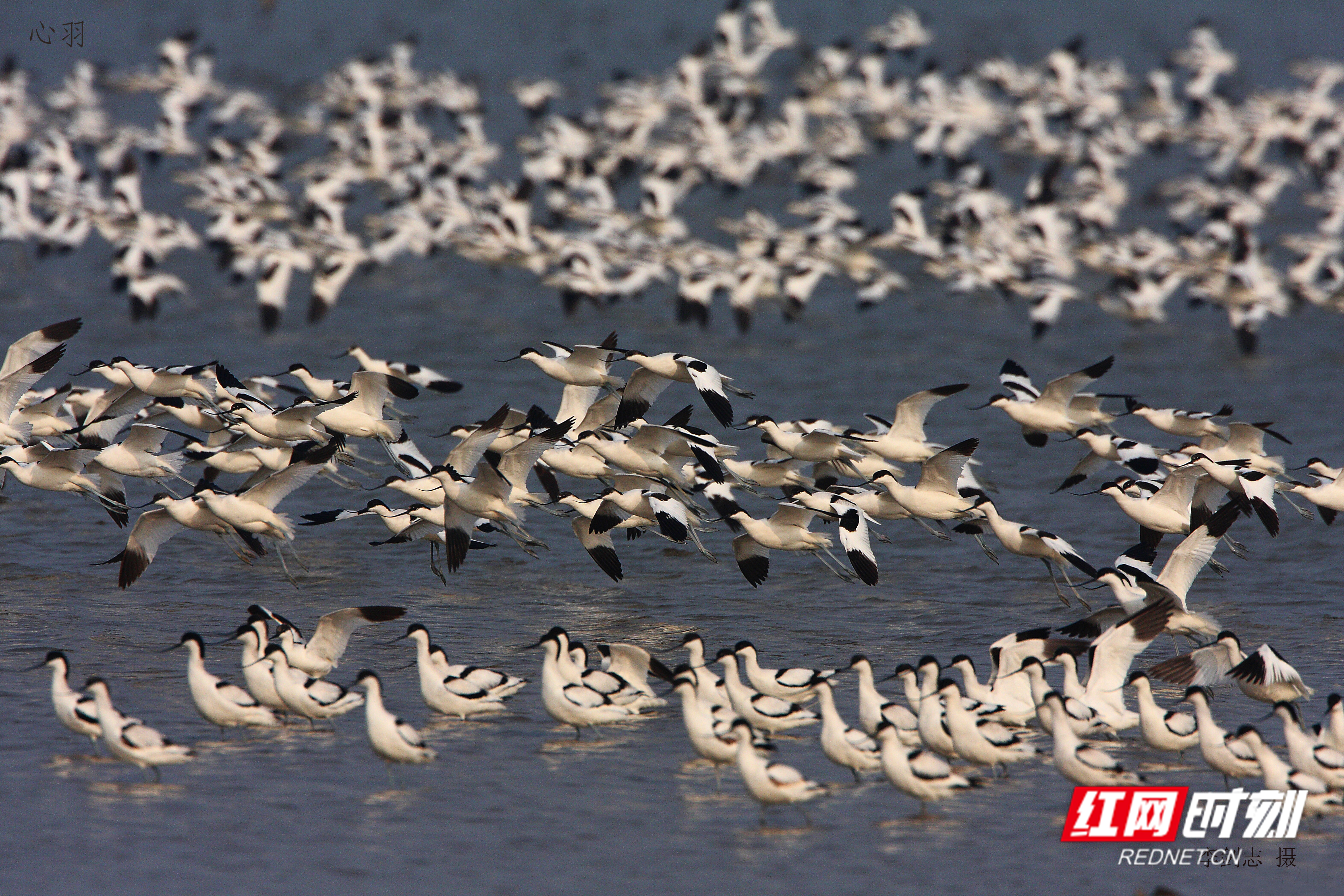 益周美景｜益阳的天然“氧吧”在哪里？沅江南洞庭湖湿地告诉你答案