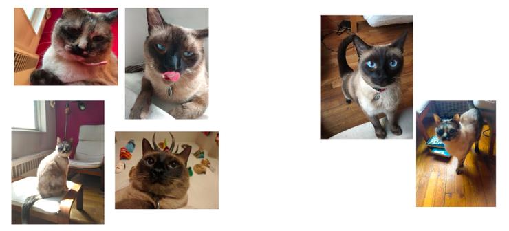 google科学家,google学术搜索综述文章