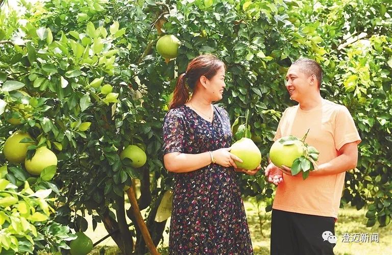 澄迈的柚子夫妇,柚子夫妇合作