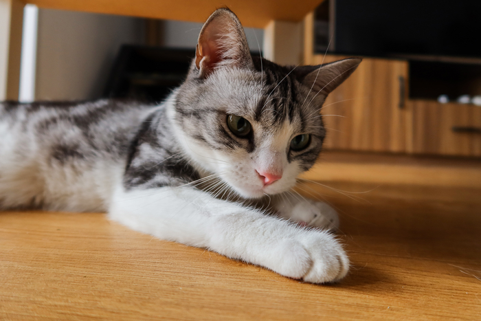 口袋vlog摄影机,口袋相机拍摄vlog视频