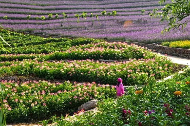 南天丽景绿溪谷,兴隆县南天丽景千亩花海