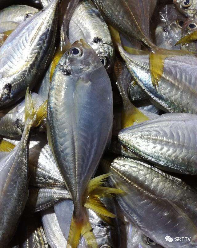 香港tvb经典打卡,香港湛江海鲜