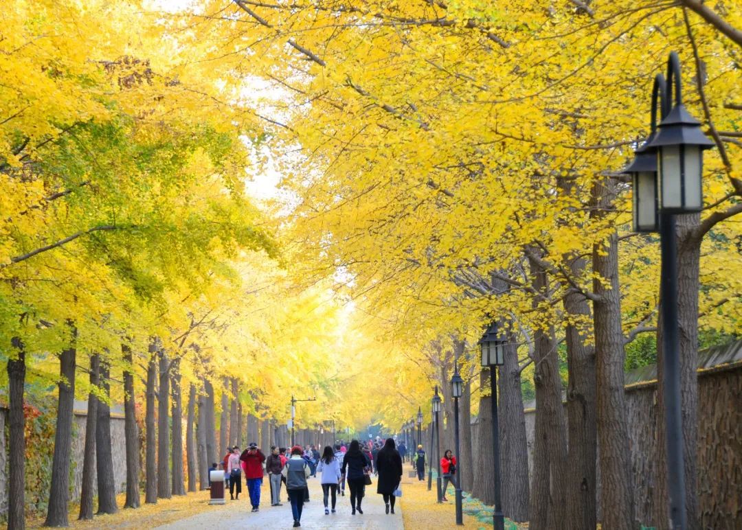 从北京到俄罗斯全过程,北京到俄罗斯沿途风景视频