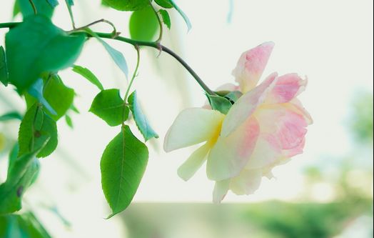 二年级摘抄排比句100条,排比句气势如虹