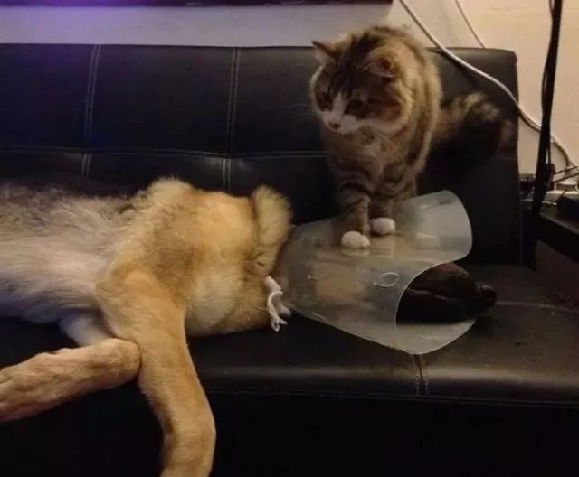 千万别养猫,来自万千网友的血泪控诉