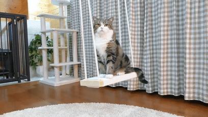 萌翻了！网友亲测猫趴在地上可以有多扁！原来猫的真实形态是液体的…