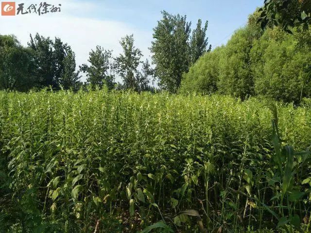 江苏徐州正宗睢宁小磨香油,最真实的小磨香油