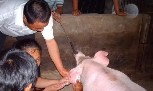 小鼠皮下腹腔注射,皮下注射的正确注射方式