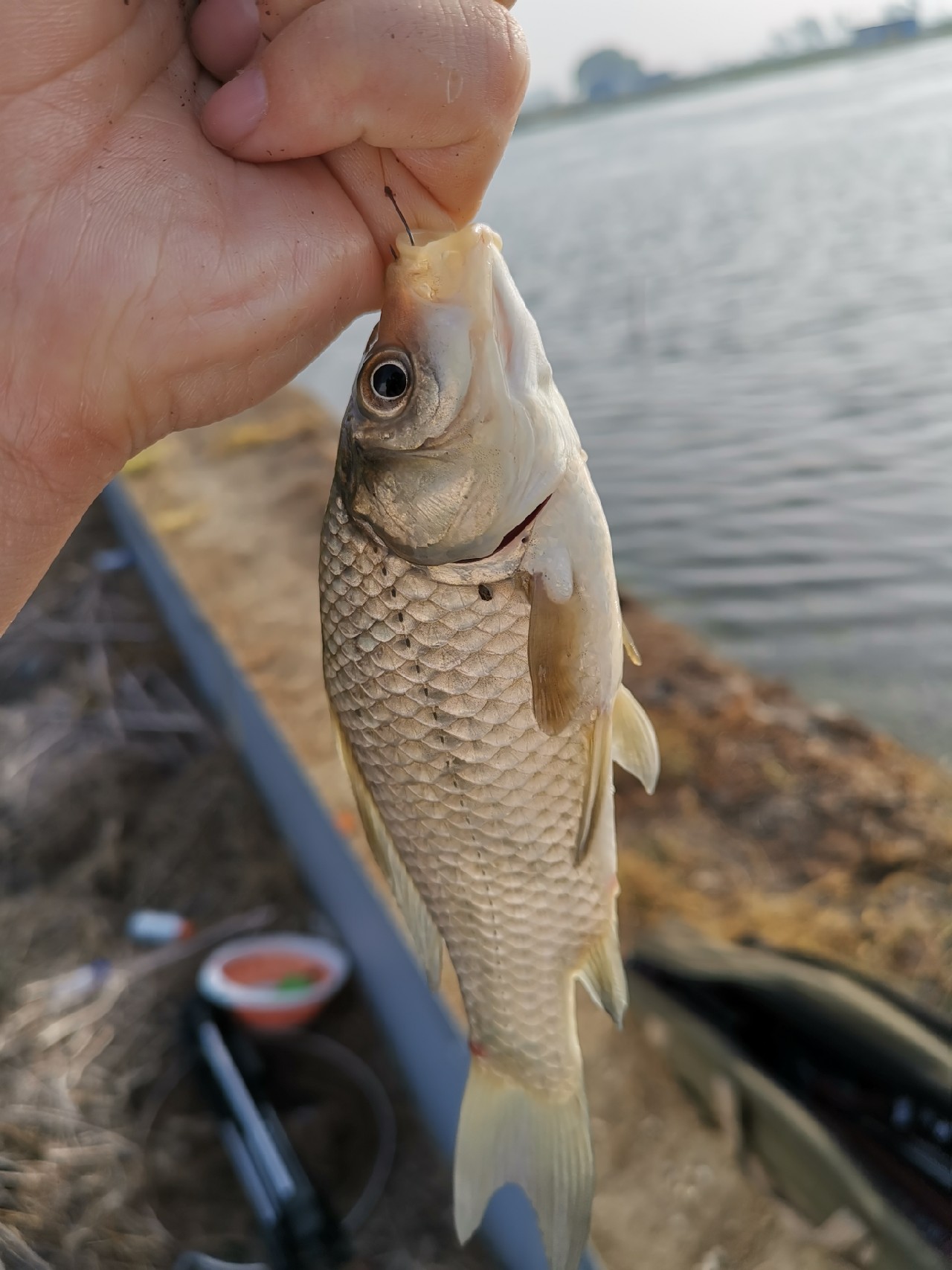野河大板鲫钓着过瘾还好吃,野河大板鲫喜欢吃什么样的饵料
