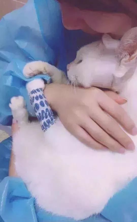 猫被领养后的真实生活,收养一只流浪猫几个月了野性难改