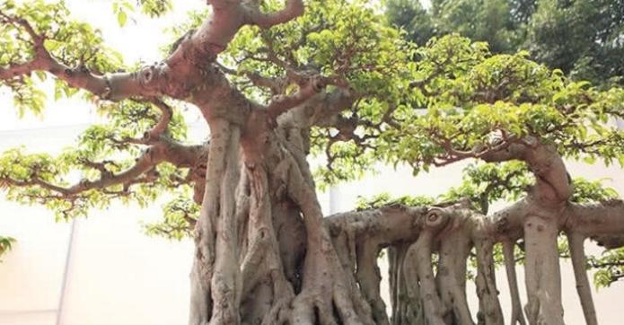 为凑钱买一盆景，卖车凑够18万，如今89万依然不舍得卖