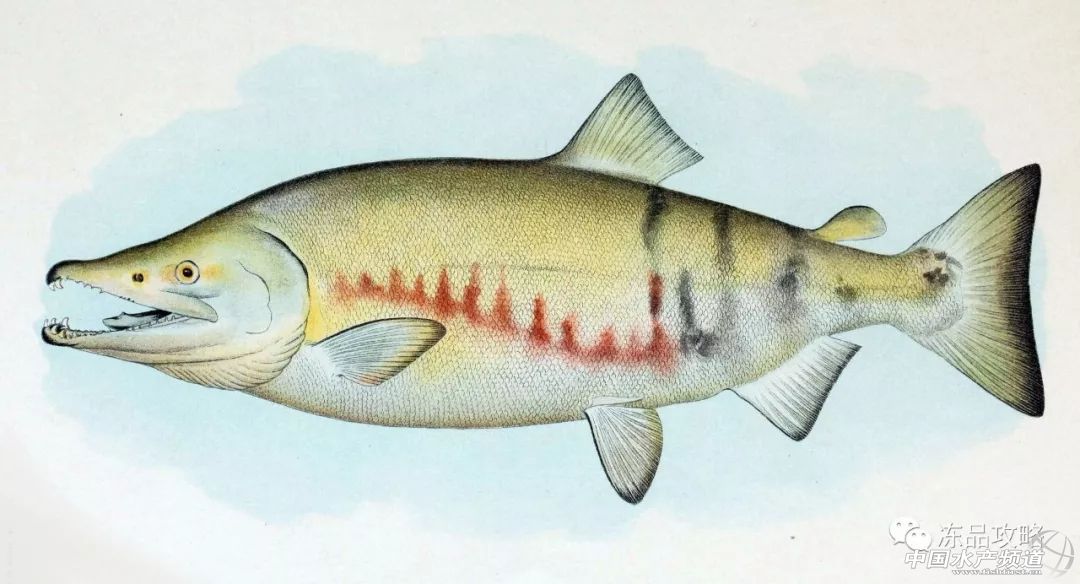 冰冻三文鱼的10种吃法,三文鱼如何挑选最好