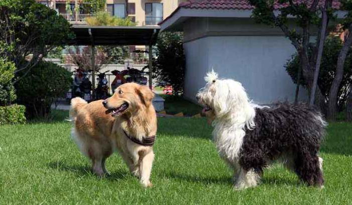 土狗贩子买的狗都拿去干嘛了,把狗卖给狗贩子后会怎么处理