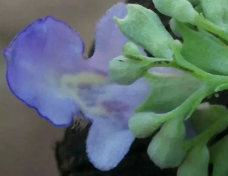 负荆请罪中的荆条,负荆请罪里的荆条