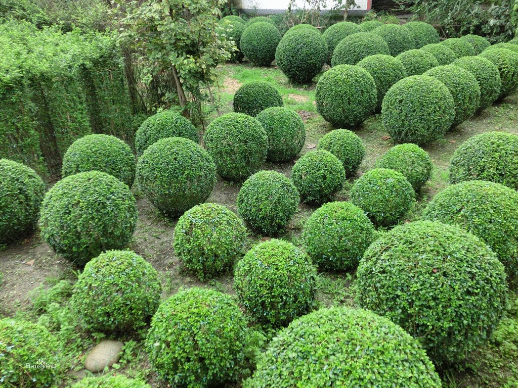 适合庭院种植的高颜值苗,适合院子种植的苗木