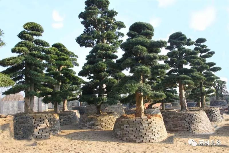 最适合做造型苗的10大树种