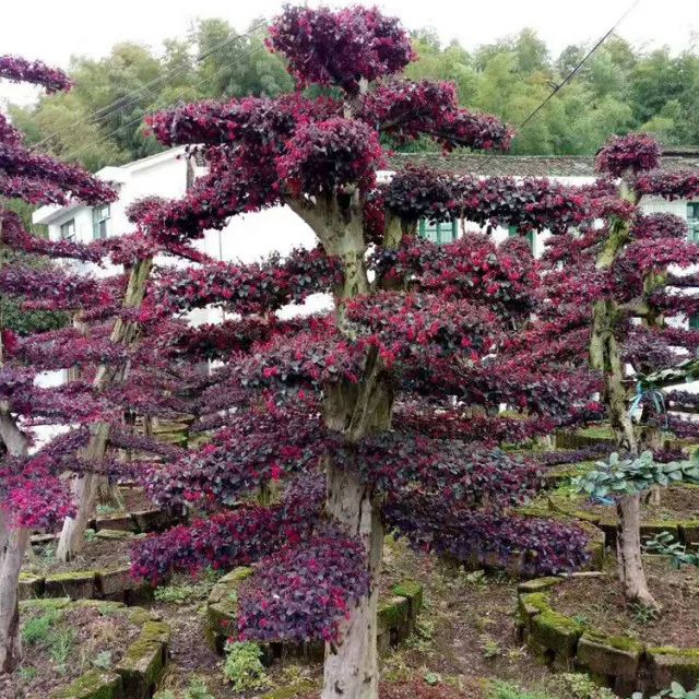 最适合做造型苗的10大树种