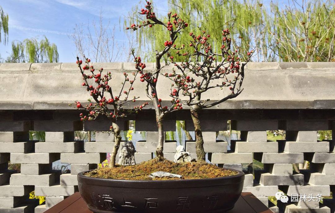 最适合做造型苗的10大树种