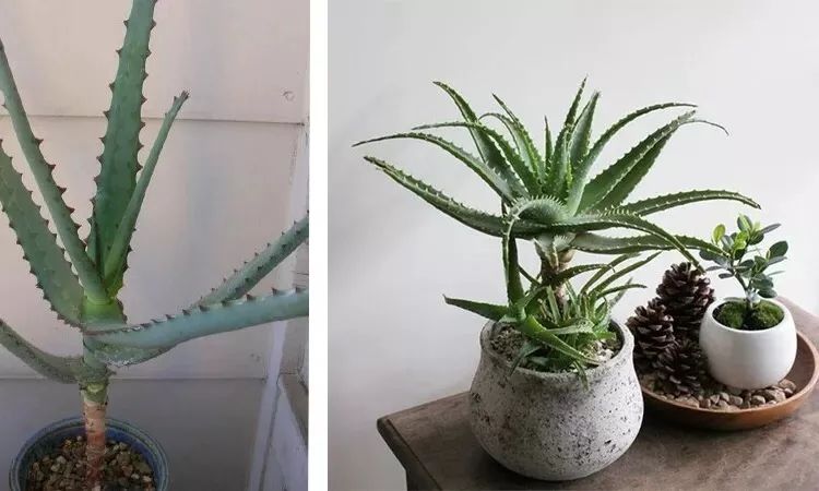 调节你家的气味儿，不只买香薰那么简单