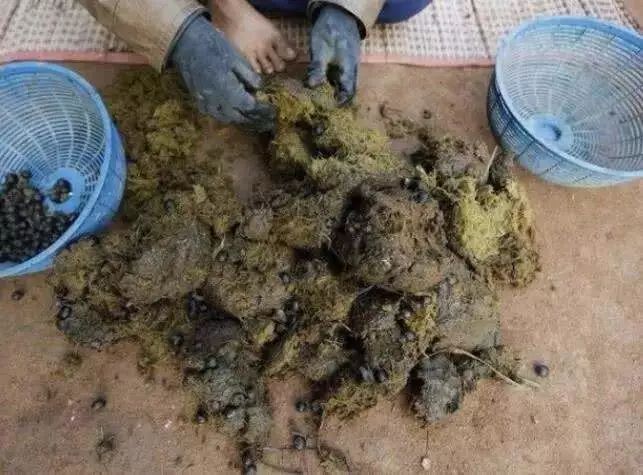 世界顶级猫屎咖啡 (世界最好吃的猫屎咖啡)