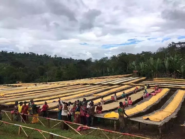 埃塞俄比亚花魁,越南花魁vs中国花魁