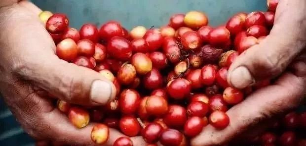 埃塞俄比亚花魁,越南花魁vs中国花魁