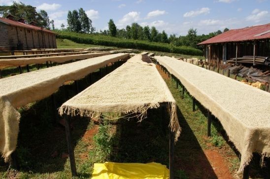 埃塞俄比亚花魁,越南花魁vs中国花魁