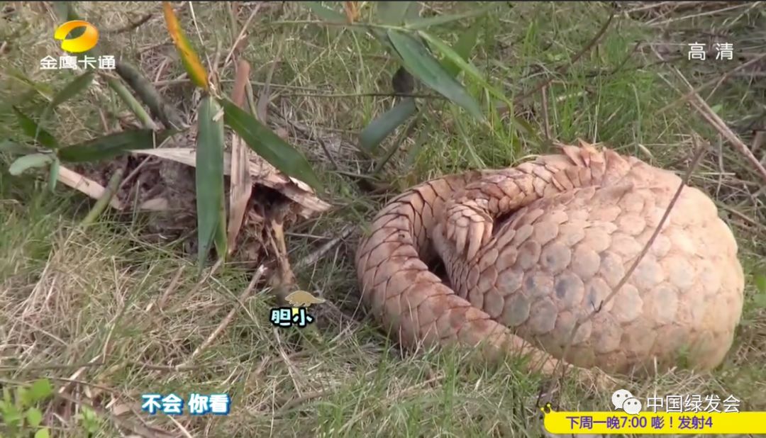 湖南卫视金鹰卡通频道播出绿会广东穿山甲救护康复野化训练工作