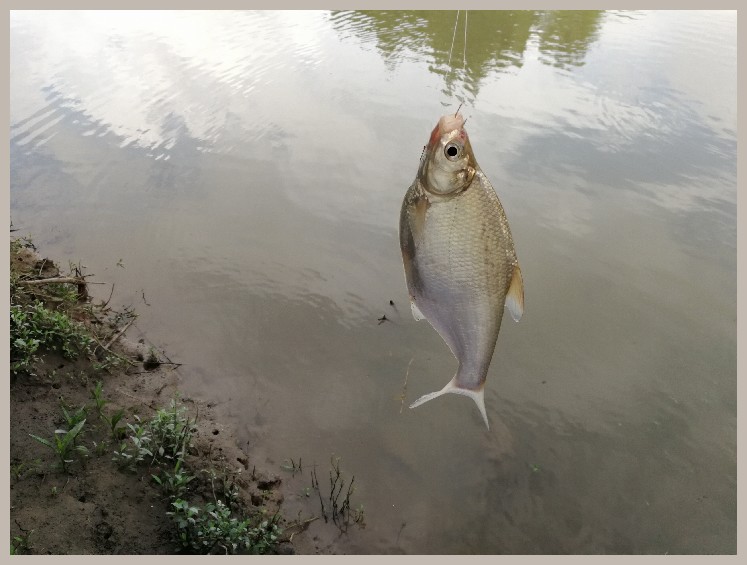 异地最后一次作钓，江鳊鱼获全部送邻居