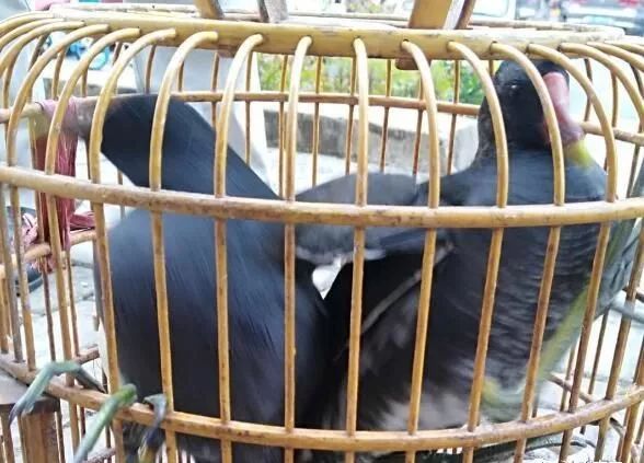 两人打猎意外杀人,两人打猎杀害男孩