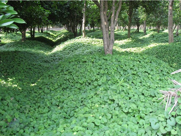 科普植物类的文章,常绿地被植物推荐