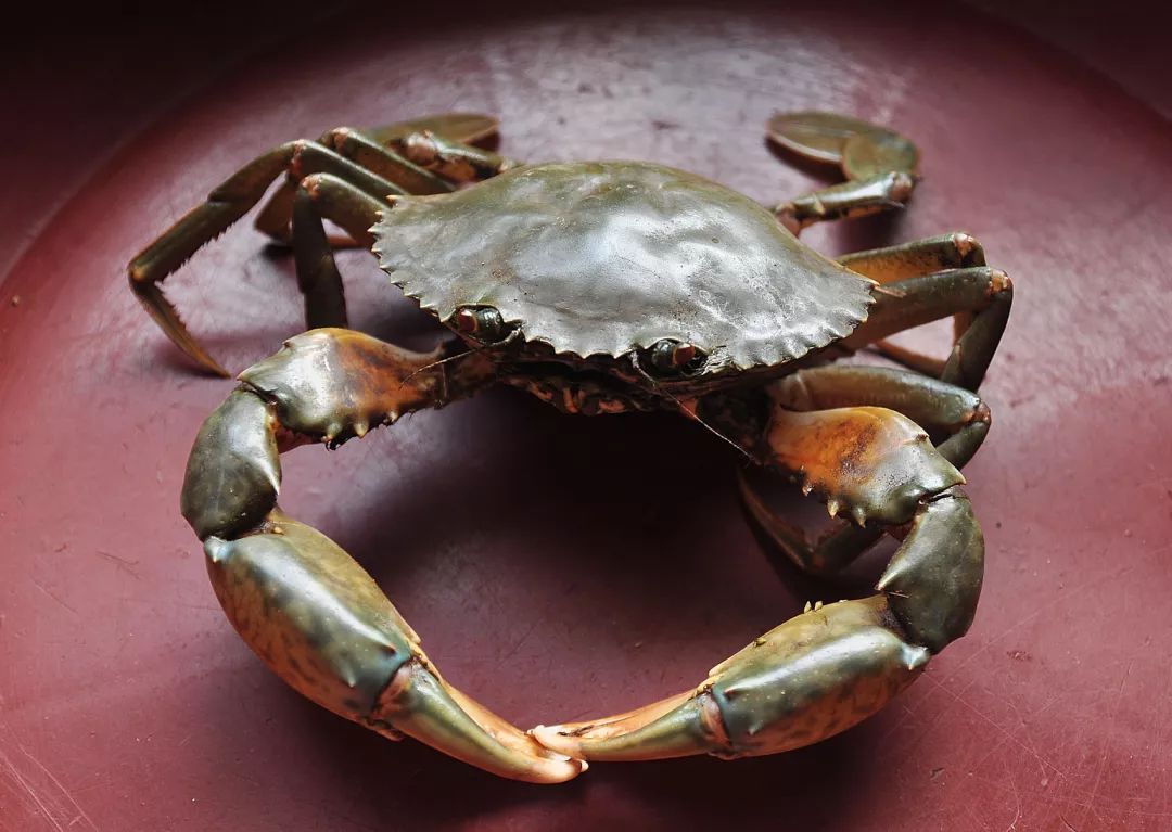 国家有什么螃蟹,国家保护的螃蟹有哪些