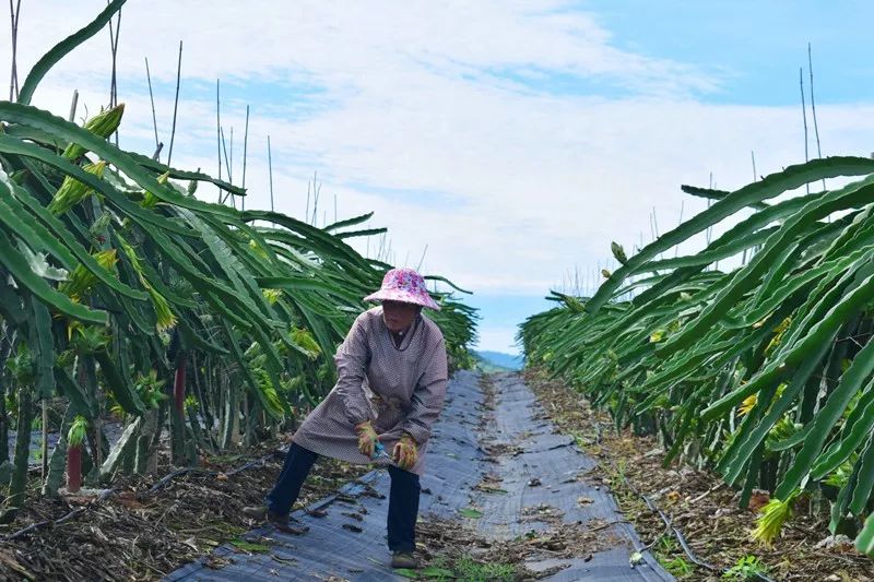 减肥届超热门必备轻食水果，高甜0酸还不发胖，一颗就饱腹
