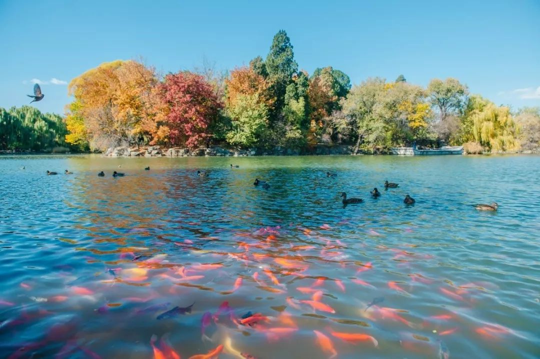 去北大读博士,北大读博士条件