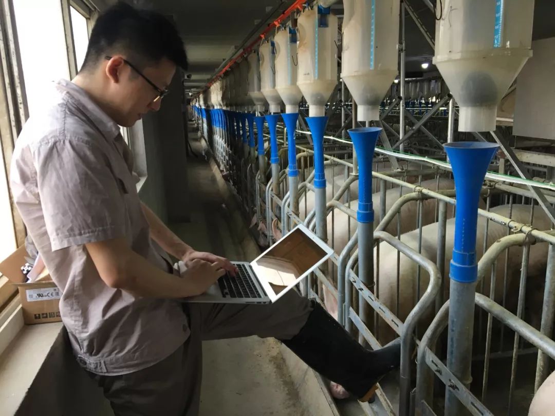 母猪与月亮，一群工程师的选择