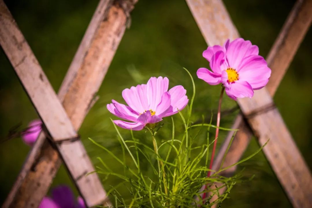 教师节20句诗文感念师恩,教师节感念师恩广播稿