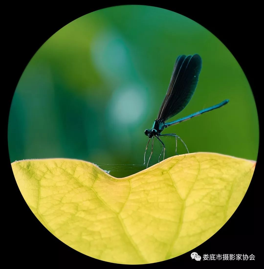 生态娄底美丽家园——【壮丽70年奋斗新时代】娄底首届风光摄影作品展览生态小品作品选登