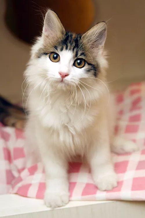 领养猫咪哪一种年龄最合适,领养一只小猫咪的十个理由