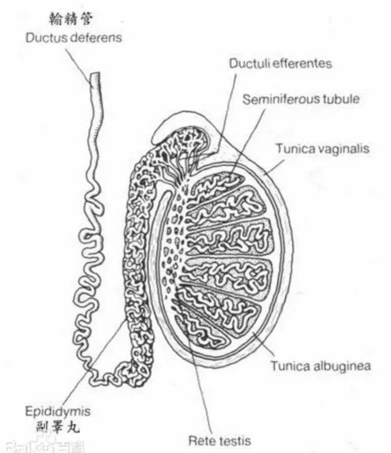 秋天补气血正当时,如何补有讲究!|科普