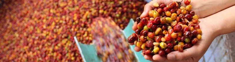 坦桑尼亚乞力马扎罗咖啡,肯尼亚咖啡推荐