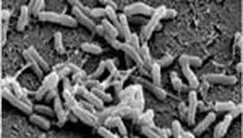 转基因植物培育成功,世界首例转基因植物诞生于哪一年